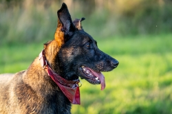 Afbeelding › Liepsie